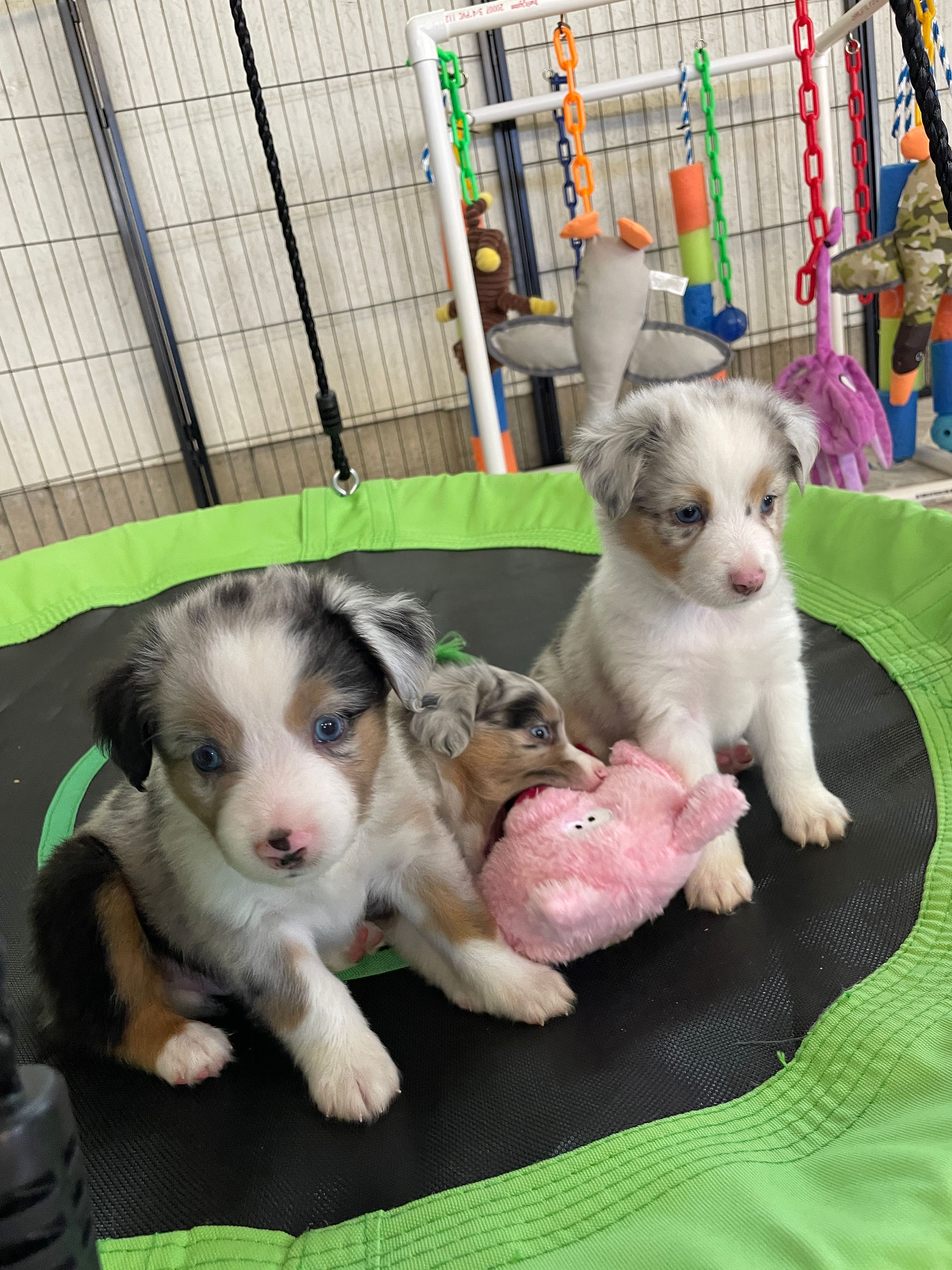 puppy enrichment mini aussie breeder