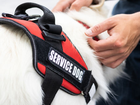 service dog training