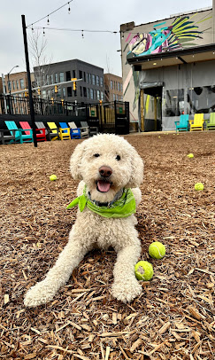 PJs Dog Bar