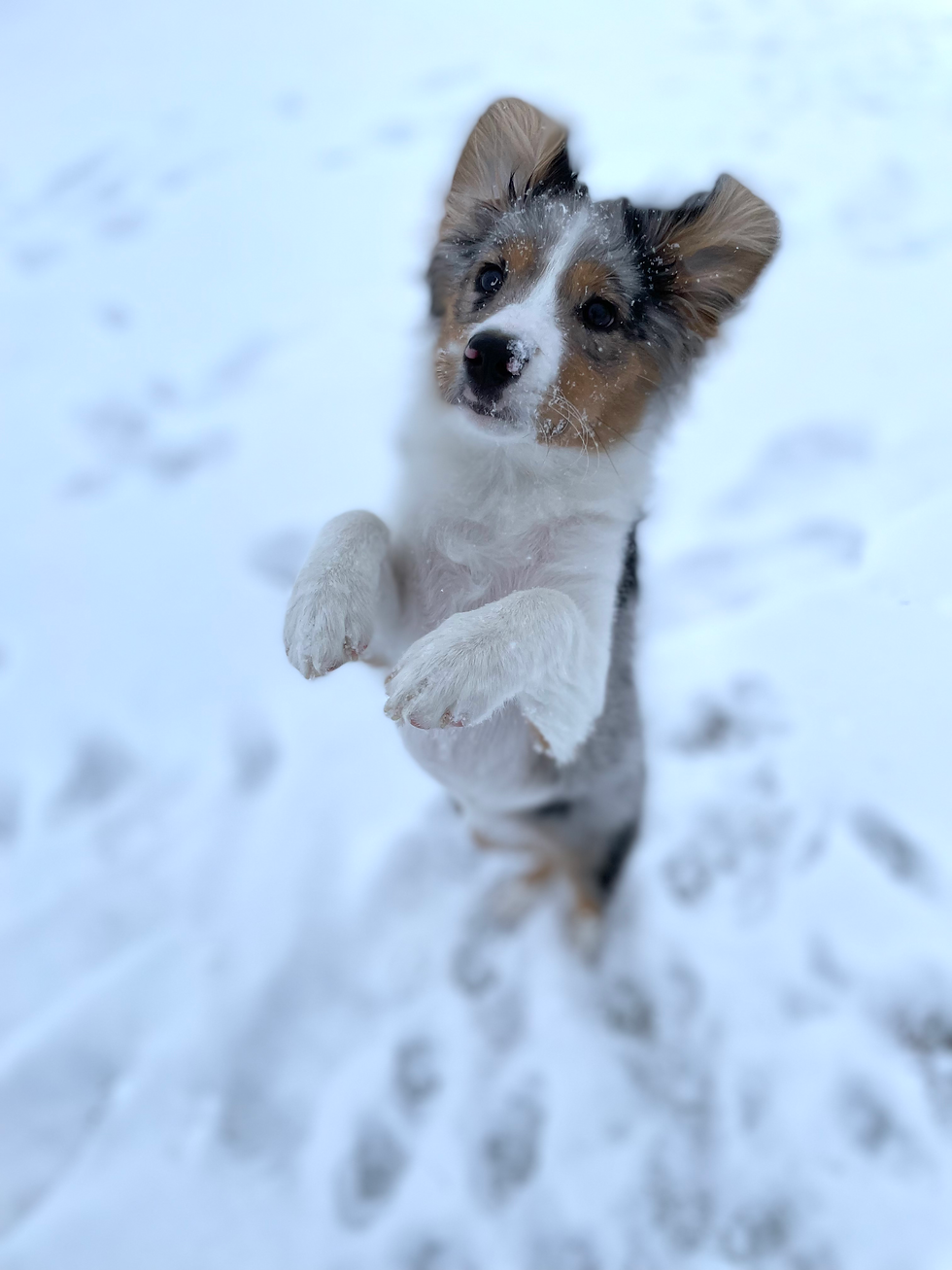 SSHmoxiesnow