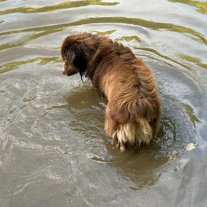Red tri mini aussie, Quin of Sunset Hill Aussies, now living in Ashtebula, OH. plays in the creek at Ashtebula park, Ohio 