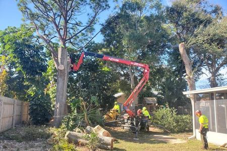 "How often do my trees need to be manicured?"