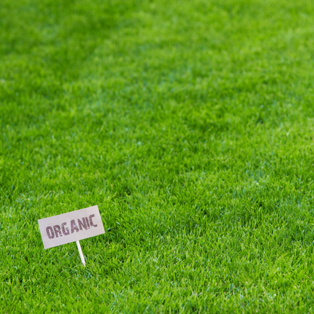 Make the Switch to Compost Tea for a Greener Lawn!