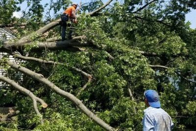 🌳 Experience Expert Tree Removal with Unmatched Professionalism in the Sarasota Area! We're Fully I
