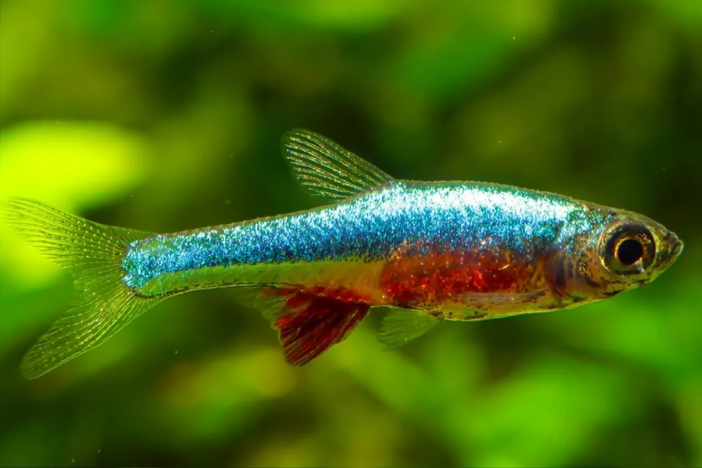 Axolordii Rasbora (Boraras axelrodi)
