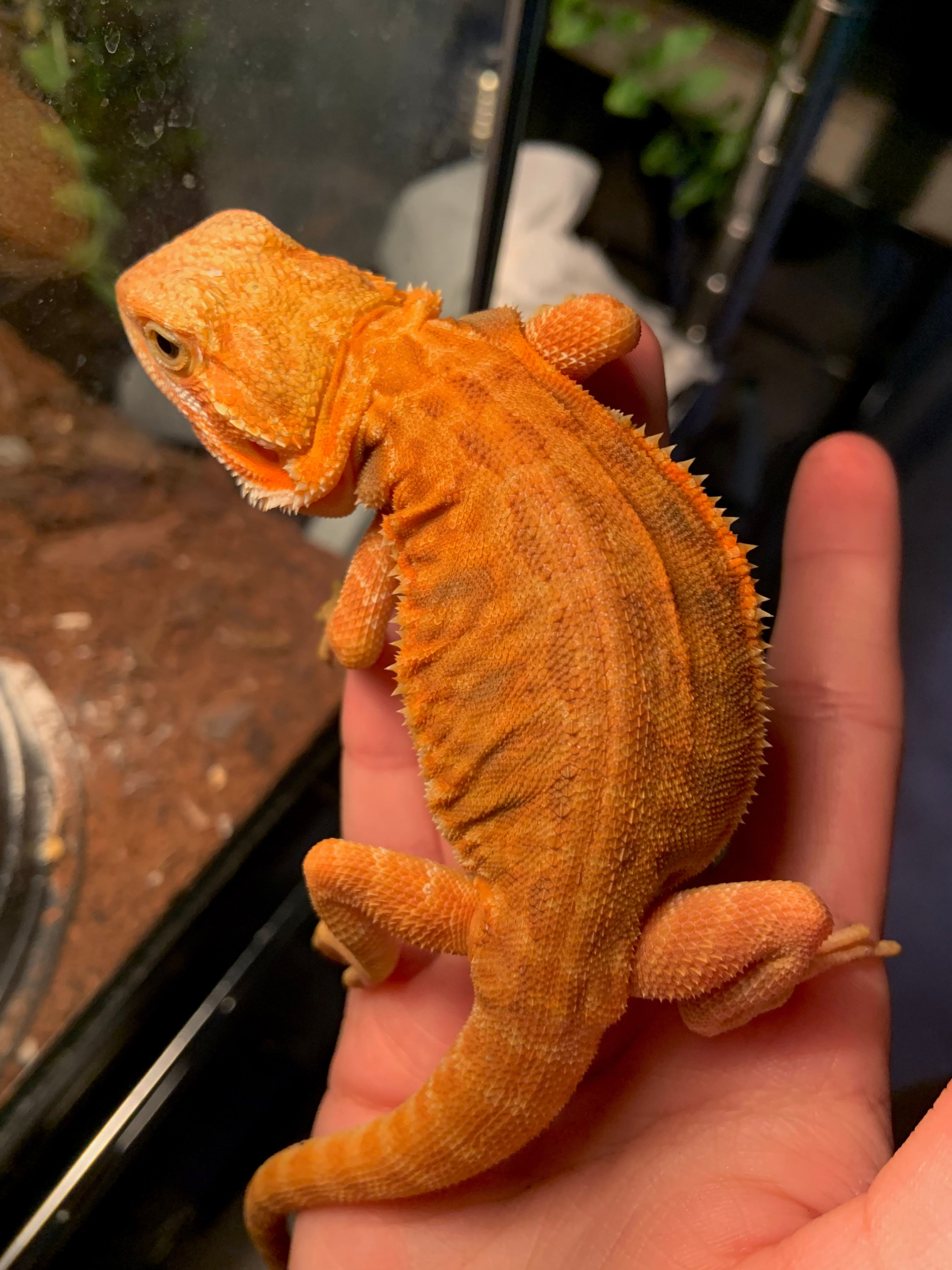 Bearded Dragon - Females