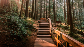 A wooden walk and stairs leading into the light through the trees in a forrest.