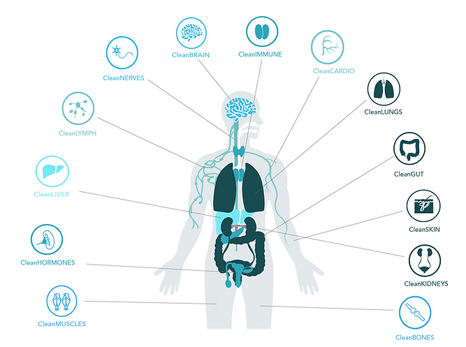 Organs and eczema