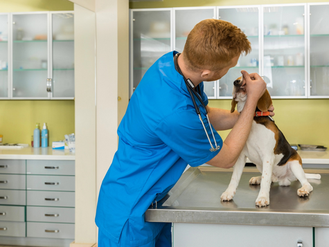 Choosing the Right Veterinarian in Ottawa: A Guide for Pet