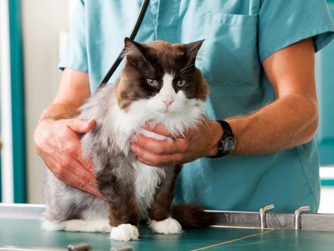 The Importance of Regular Vet Check-ups for Your Pets