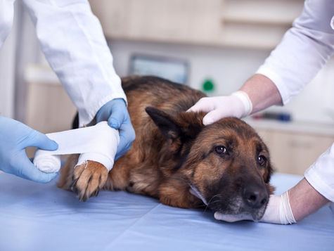 Recognizing Pet Emergencies: When Time is Critical