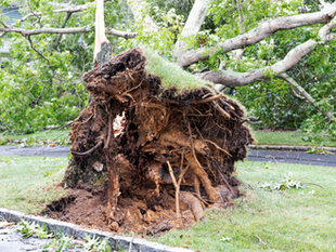 How Tree Roots Can Affect Your Sewer Line