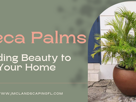 Adding Beauty to Your Home with Areca Palms