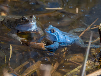 two moor frogs in a pond, one mostly brown and one bright blue, representing hydrophilic coatings