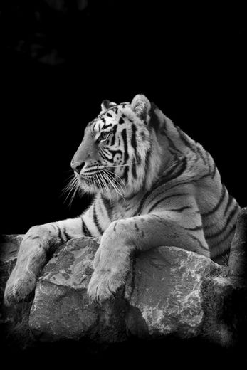 B&W Wall Art Animals