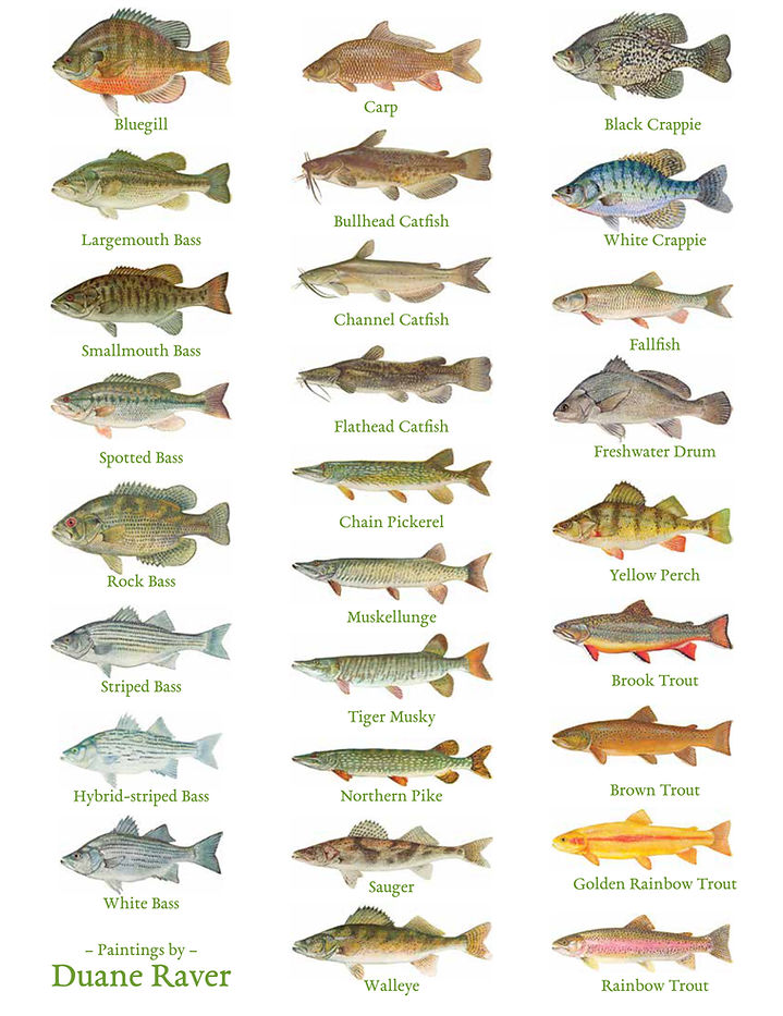2017_Fish-of-West-Virginia (1).jpg