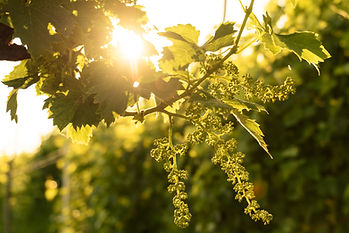 Dan Fry - Prosecco Grapes - Sunset - Ori