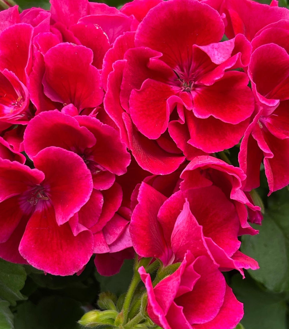 75216E4C-F28F-4533-8088-5614A58848B3.jpg
