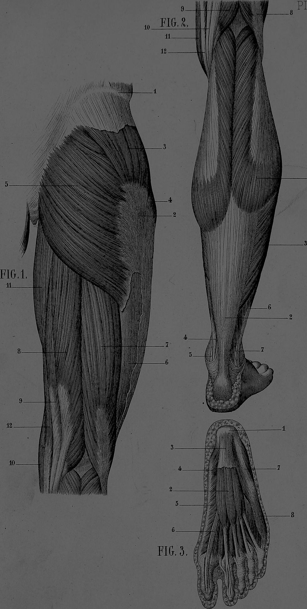 Manuel_d'anatomie_artistique_(1877)_(14596976428)_edited.jpg