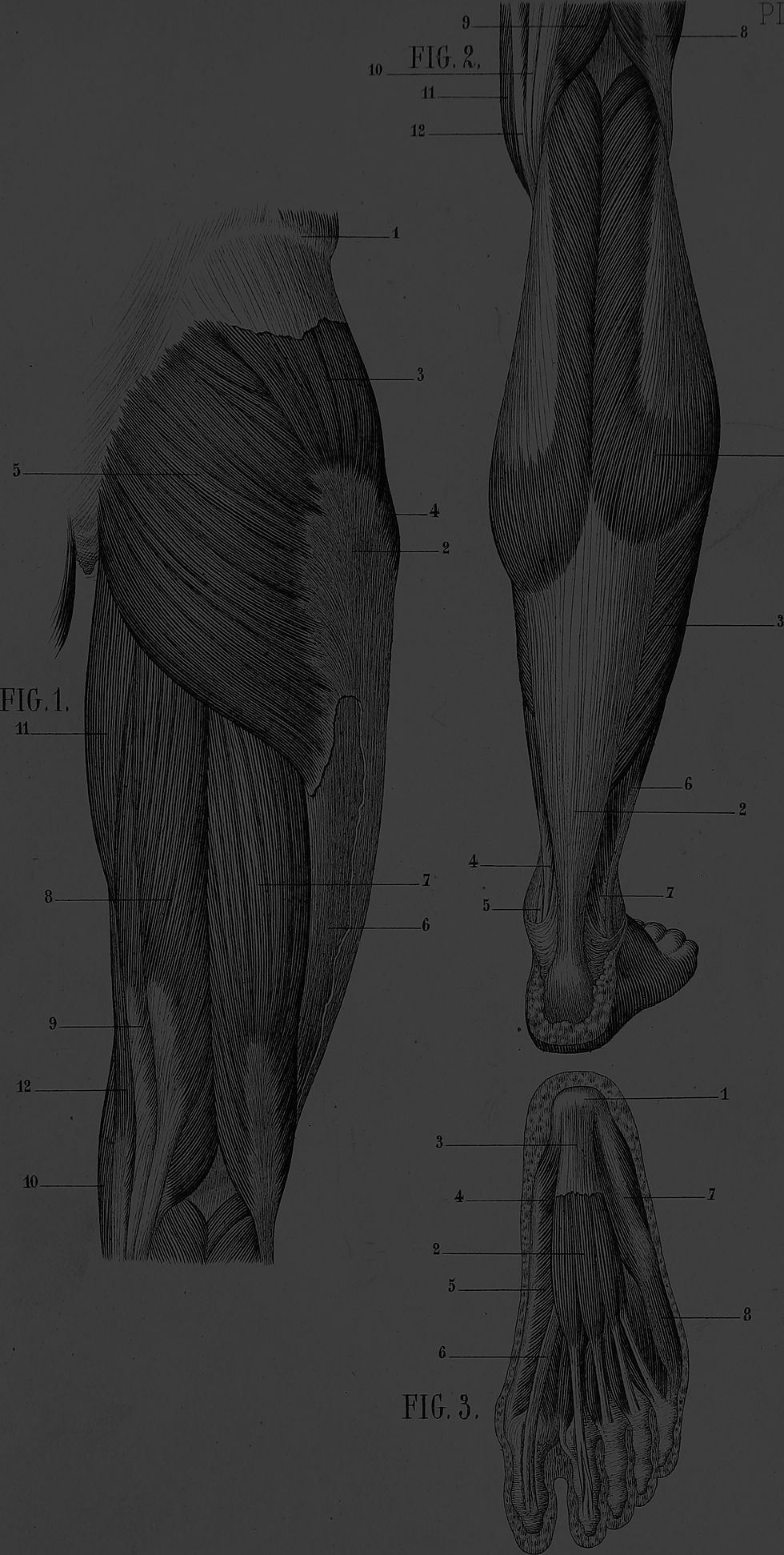 Manuel_d'anatomie_artistique_(1877)_(14596976428)_edited.jpg