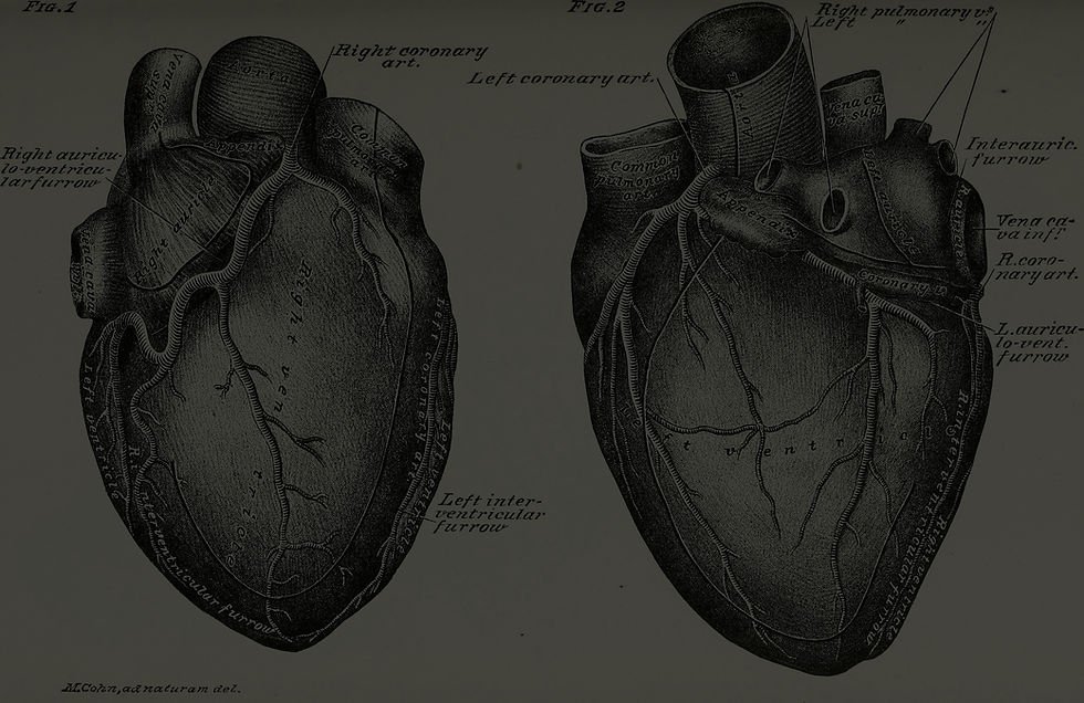 Practical_human_anatomy_(electronic_resource)_-_a_working-guide_for_students_of_medicine_a