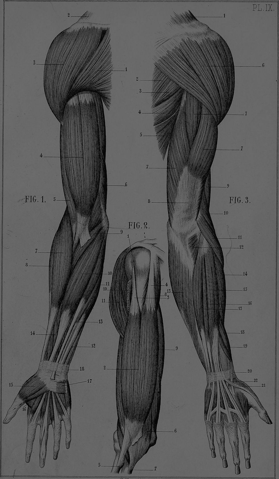 Manuel_d'anatomie_artistique_(1877)_(14596909060)_edited_edited.jpg