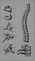 Manuel_d'anatomie_artistique_(1877)_(14780463951)_edited_edited.jpg