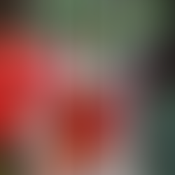 Šípkový Sirup (zo sušených šípok)