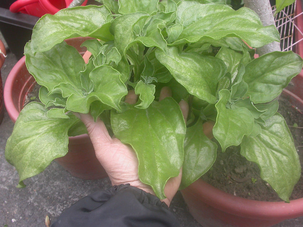 DSCN6084.JPG