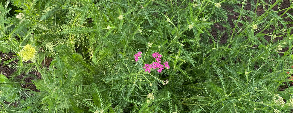 A collection of meadow scenes—winding paths, native plants, and vibrant wildflowers in bloom.