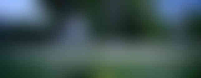 A collection of meadow scenes—winding paths, native plants, and vibrant grasses..