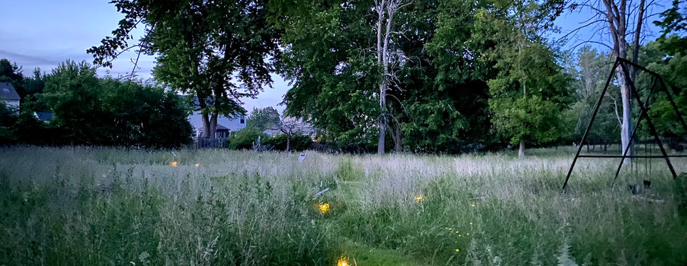 A collection of meadow scenes—winding paths, native plants, and vibrant grasses..