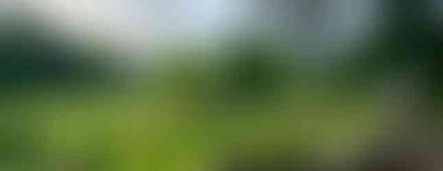 A collection of meadow scenes—winding paths, native plants, and vibrant wildflowers in bloom.