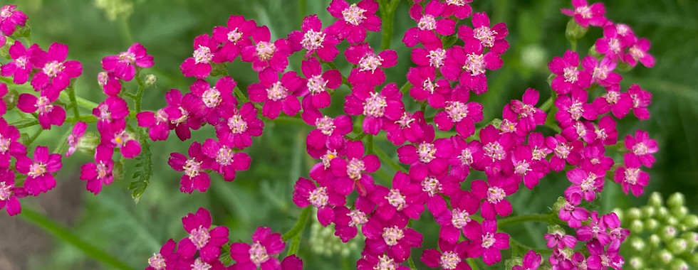 A collection of meadow scenes—winding paths, native plants, and vibrant wildflowers in bloom.