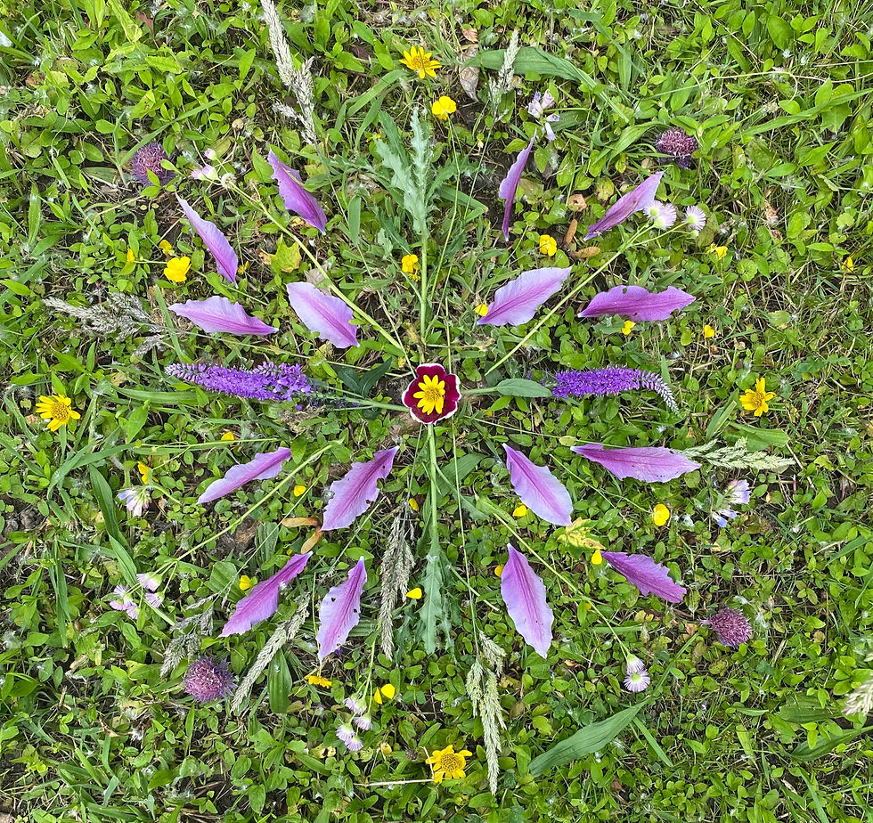 A handmade nature mandala created from petals, leaves, and other gathered elements from the meadow.