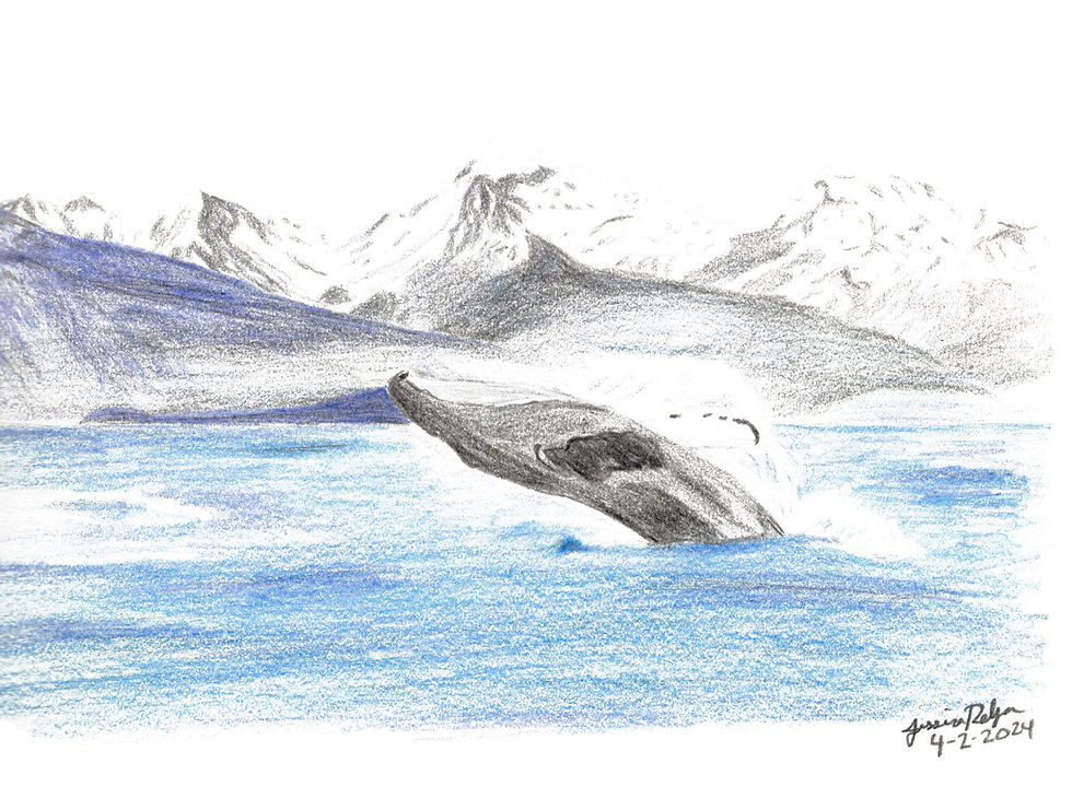 Whale Sketch 2024.jpg