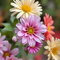 flowers.jpg