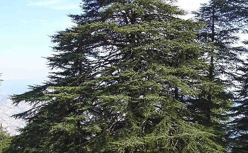 עֵצִים - Trees