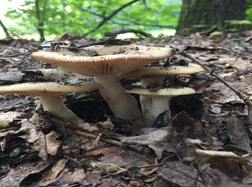 כְּפִטְרִיּוֹת אַחֲרֵי הַגֶּשֶׁם