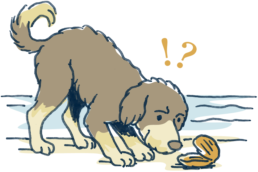 Illustration: curious dog at the beach