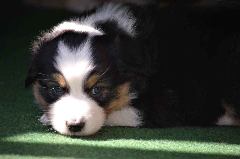 31044853_1846008419030326_5040767592193589248_n