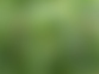 Fiori di Bach: Walnut