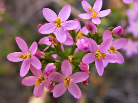 Fiori di Bach: Centaury