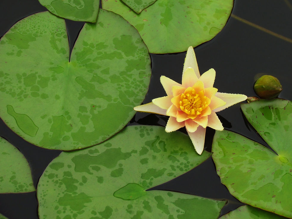 longwood gardens with henry and sally 2015 041.JPG