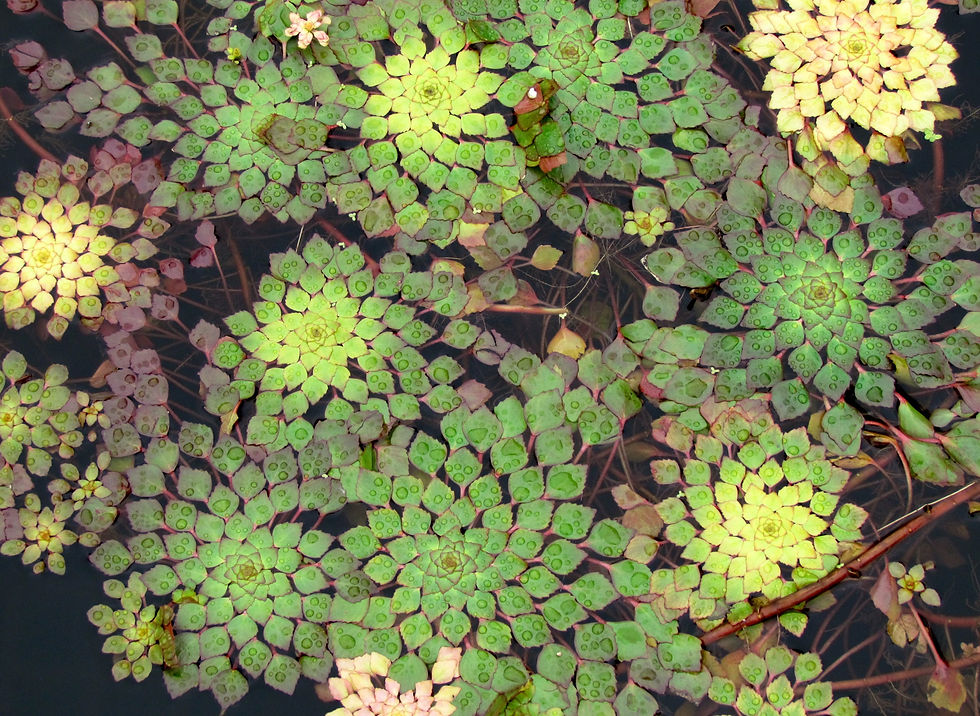 longwood gardens with henry and sally 2015 045.JPG