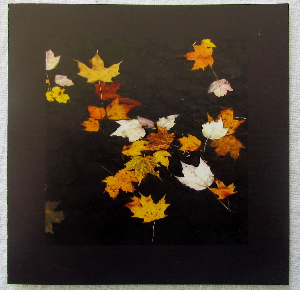 Floating Leaves in France