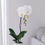 Thumbnail: Phalaenopsis