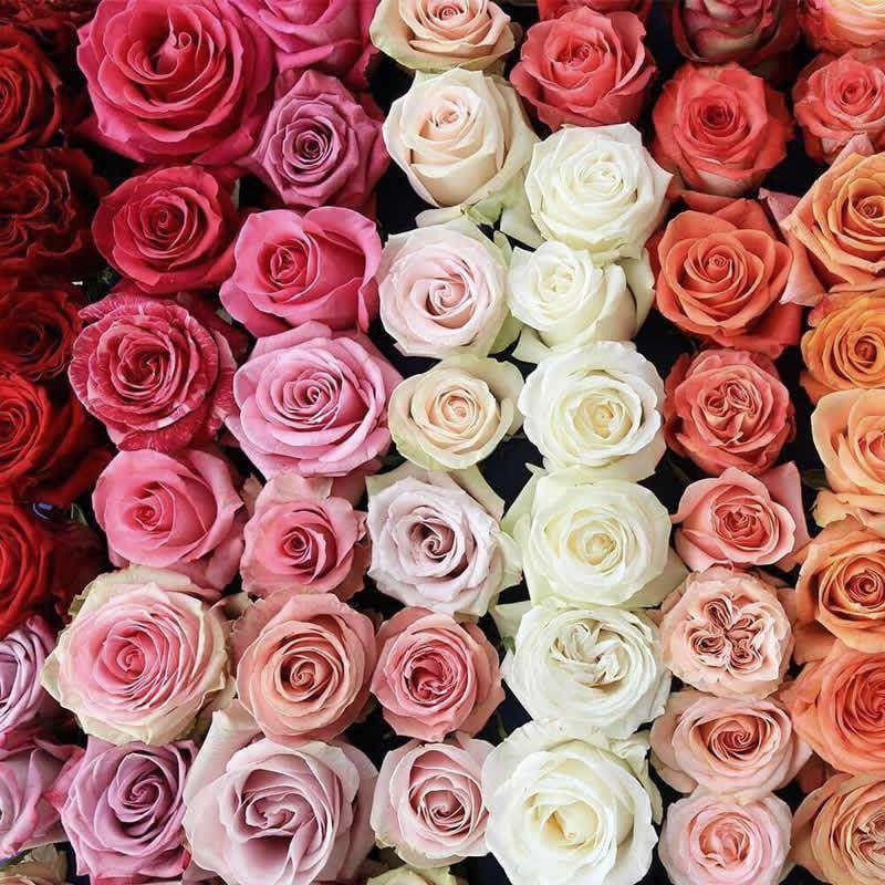 Thumbnail: Various Colour Range of Extra Premium Roses