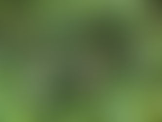 Solhattarna i vår kryddgård