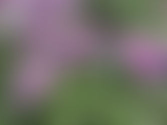 Tre vackra sorters röllikor